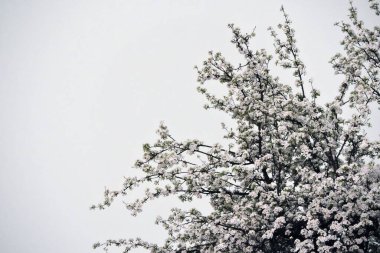 Çiçek açmış bir ağaç, beyaz çiçeklerle kaplı bir ağaç dalları, arka planda grimsi bir gökyüzü.