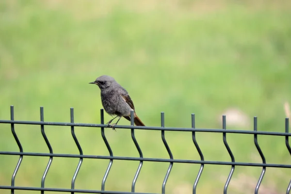 Male Black Redstart Sitting Welded Wire Fence Green Grass Background — Stock Photo, Image