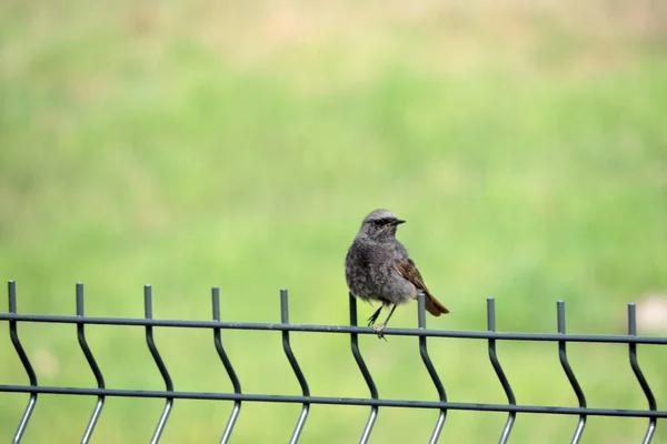 Male Black Redstart Sitting Welded Wire Fence Green Grass Background — Stock Photo, Image