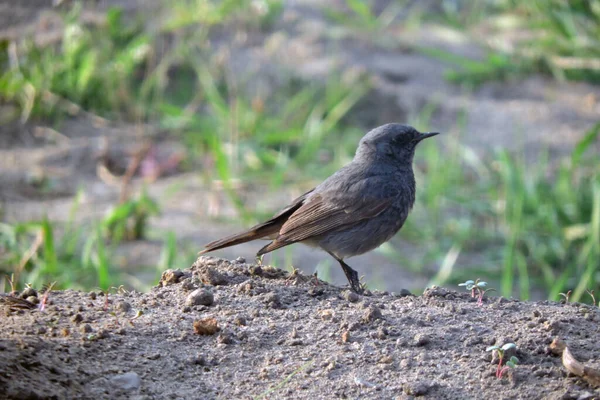 Redstart Nero Maschio Piedi Terra Erba Verde Sullo Sfondo — Foto Stock