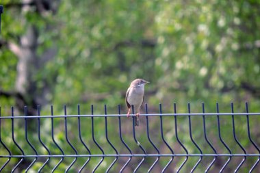 Kaynaklı tel örgü panellerinden yapılmış bir çitin üzerinde oturan sıradan bir beyaz boğaz. Arka planda yeşil bulanık ağaçlar.