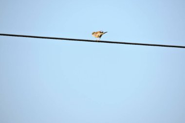 Arka planda mavi gökyüzü olan bir elektrik kablosunda oturan sıradan bir beyaz boğaz.