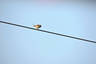 Arka planda mavi gökyüzü olan bir elektrik kablosunda oturan sıradan bir beyaz boğaz.