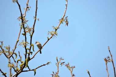 Sıradan bir beyaz boğaz bir dalda oturuyor, mavi gökyüzü arka planda.
