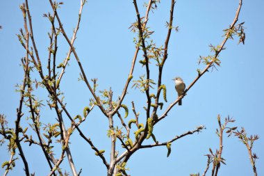 Sıradan bir beyaz boğaz bir dalda oturuyor, mavi gökyüzü arka planda.