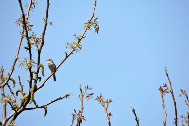 Arka planda mavi gökyüzü, bir dalda oturan sıradan bir beyaz boğaz.