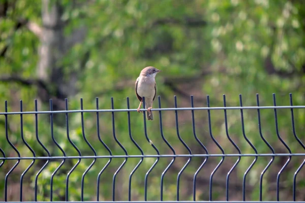 Ένα Κοινό Whitethroat Κάθεται Ένα Φράχτη Κατασκευασμένο Από Συγκολλημένα Δικτυωτά — Φωτογραφία Αρχείου