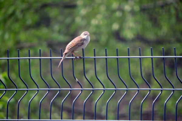 A common whitethroat sitting on a fence made of welded wire mesh panels, green blurred trees in the background