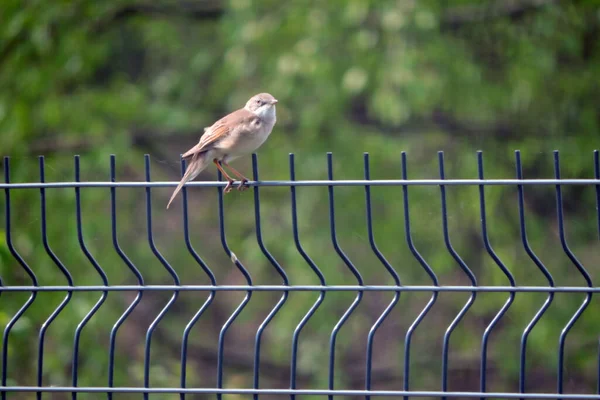 Une Tourbe Blanche Commune Assise Sur Une Clôture Faite Panneaux — Photo