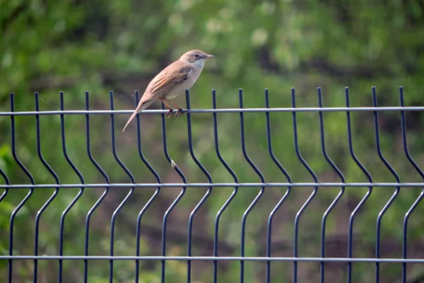 Zwykłe Whitethroat Siedzi Płocie Spawanych Paneli Siatki Drucianej Zielone Rozmazane — Zdjęcie stockowe