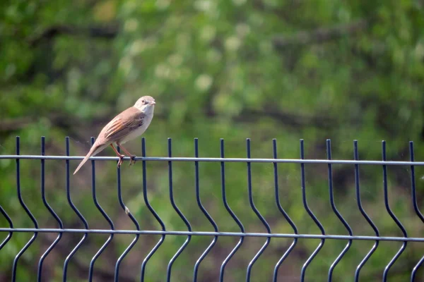 Common Whitethroat Sitting Fence Made Welded Wire Mesh Panels Green — Stock Photo, Image