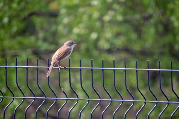 A singing common whitethroat sitting on a fence made of welded wire mesh panels, green blurred trees in the background