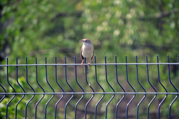 A common whitethroat sitting on a fence made of welded wire mesh panels, green blurred trees in the background