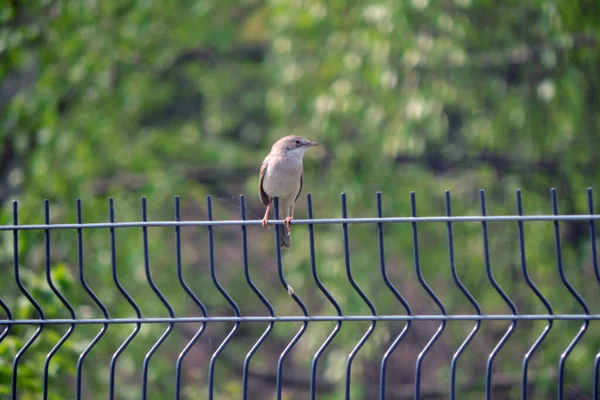 Een Gewone Witkeel Zittend Een Hek Gemaakt Van Gelaste Gaas — Stockfoto