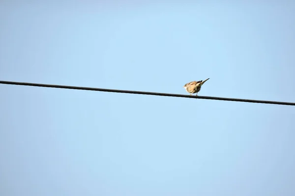 Arka Planda Mavi Gökyüzü Olan Bir Elektrik Kablosunda Oturan Sıradan — Stok fotoğraf