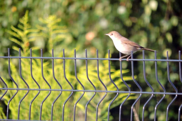 Common Whitethroat Sitting Fence Made Welded Wire Mesh Panels Green — Stock Photo, Image