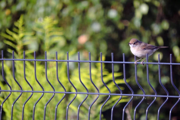 Une Tourbe Blanche Commune Assise Sur Une Clôture Faite Panneaux — Photo