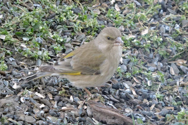 Portrait Female Greenfinch Ground Eating Sunflower Seeds — Stock Photo, Image