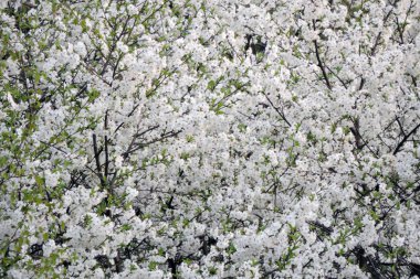 Beyaz çiçekler ve yeşil yapraklarla kaplı bir kuş.