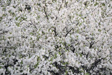 Beyaz çiçekler ve yeşil yapraklarla kaplı bir kuş.