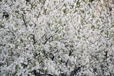 Beyaz çiçekler ve yeşil yapraklarla kaplı bir kuş.