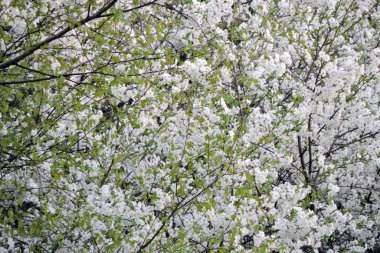 Baharda parlak yeşil huş yaprakları ve arka planda beyaz çiçeklerle kaplı bir kuş kirazı.