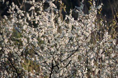Beyaz çiçeklerle kaplı bir siyah diken, arka planda bulanık bir çayır.
