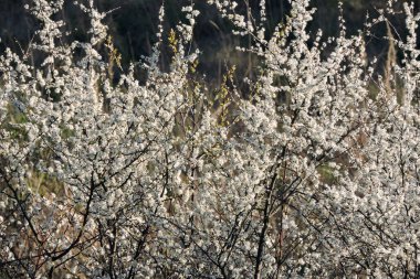 Beyaz çiçeklerle kaplı bir siyah diken, arka planda bulanık bir çayır.
