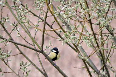 The great tit sitting on a branch of a pussy willow in bloom