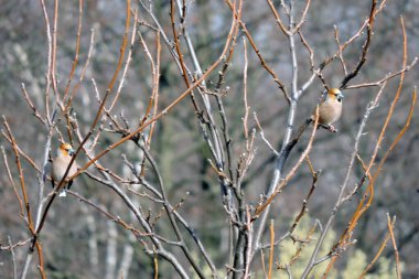 Yapraksız bir ağaçta oturan iki erkek ispinozun portresi.