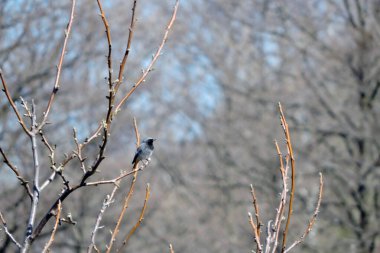 Yapraksız bir dalda oturan siyah tüylü bir erkek, arka planda bulanık bir orman ve mavi gökyüzü.