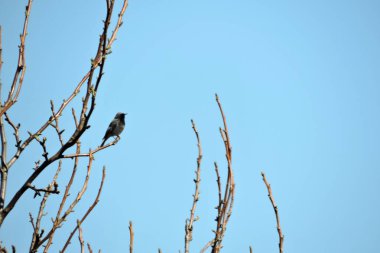 Yapraksız bir dalda oturan tüylü siyah bir erkek, arka planda mavi gökyüzü.