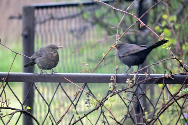 Portrait Male Female Eurasian Blackbird Sitting Rusty Fence — Stock Photo, Image