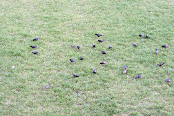 Portrait Flock Common Starlings Looking Worms Green Grass — Stock Photo, Image