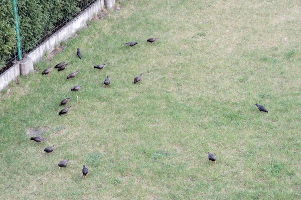 Portrait Flock Common Starlings Looking Worms Green Grass — Stock Photo, Image
