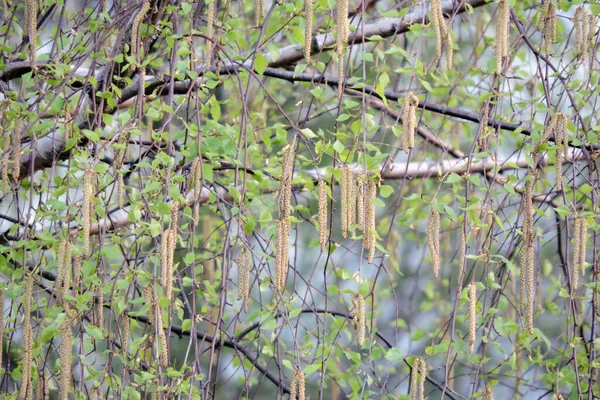 Крупный План Мужских Березовых Цветов Ярко Зеленых Листьев Весной Голубое — стоковое фото