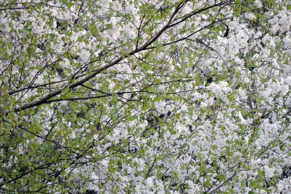 Hojas Abedul Verde Brillante Primavera Una Cereza Pájaro Cubierta Flores — Foto de Stock