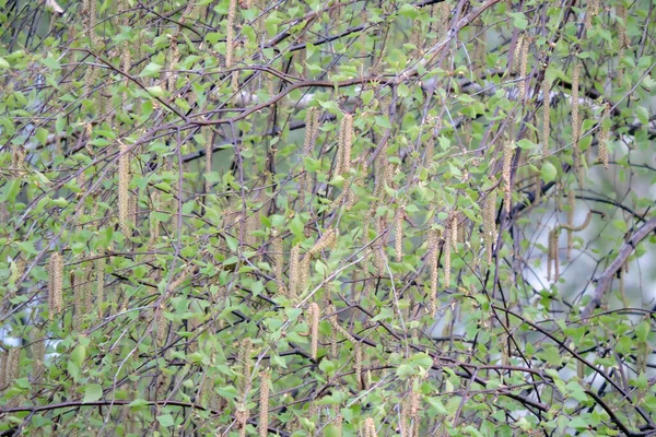 Közelkép Férfi Nyírfa Virágok Élénk Zöld Levelek Tavasszal Kék Háttérben — Stock Fotó