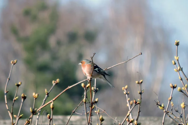 Portrait Common Chaffinch Sitting Leafless Branch Blurred Background — Stock Photo, Image