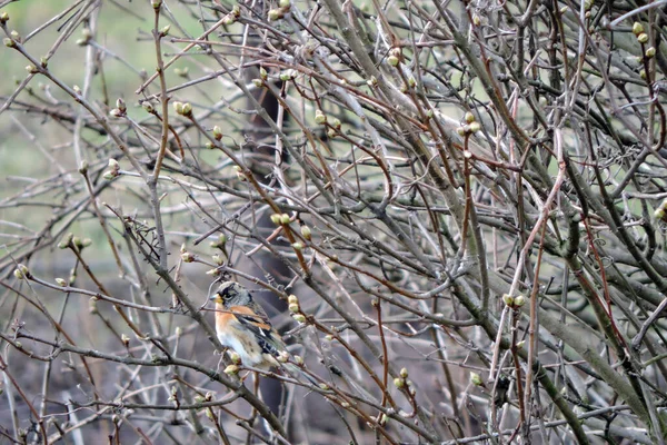 stock image A male brambling sitting on a leafless branch