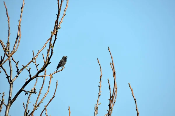Ein Singender Hausrotschwanz Brutgefieder Sitzt Auf Einem Blattlosen Ast Blauer — Stockfoto