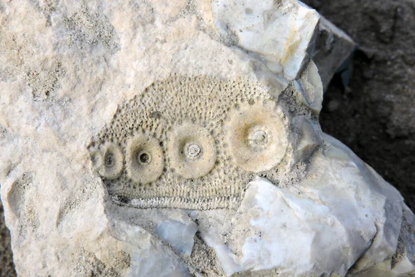 石の上にウニの先史時代の化石 — ストック写真