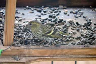 Tahta bir kuş yemliğinde ayçekirdeği yiyen Avrasyalı bir kızın portresi.