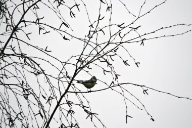 A portrait of a Eurasian blue tit sitting on a bare tree branch