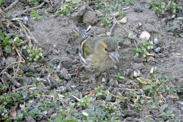 Retrato Una Hembra Siskin Eurasiática Sentada Suelo Comiendo Semillas Girasol —  Fotos de Stock