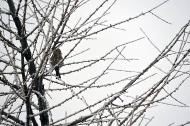 Dişi bir sarı çekiç karla kaplı bir dalda oturuyor, arka planda gökyüzü.