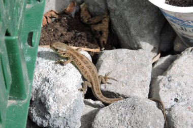 Taşların üzerinde güneşlenen bir kum kertenkelesi.