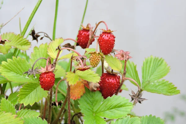 Close Red Ripe Wild Strawberry Fruit Growing Bush Grey Background — Stock Photo, Image