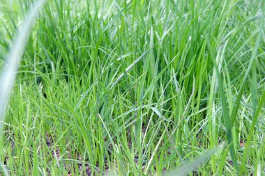 Yakın plan yeşil çimenler.