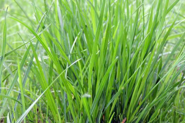 Yakın plan yeşil çimenler.